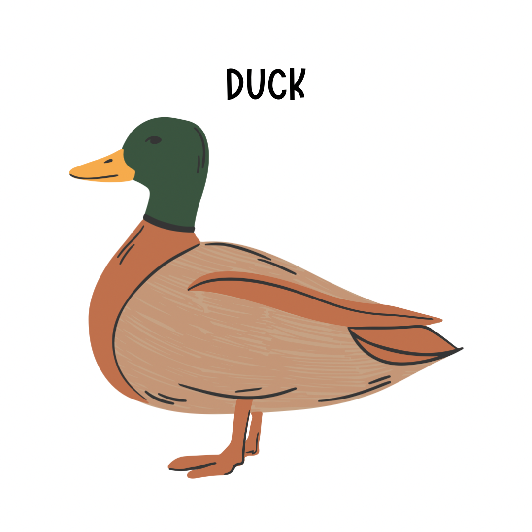 Duck Treats