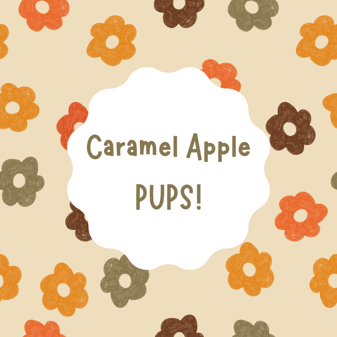 Caramel Apple Pups DIY Kit