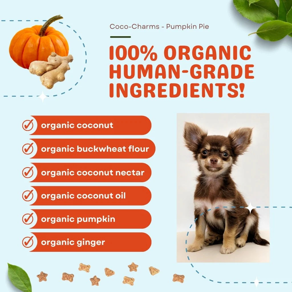 Pumpkin Pie Coco-Charms Training Treats
