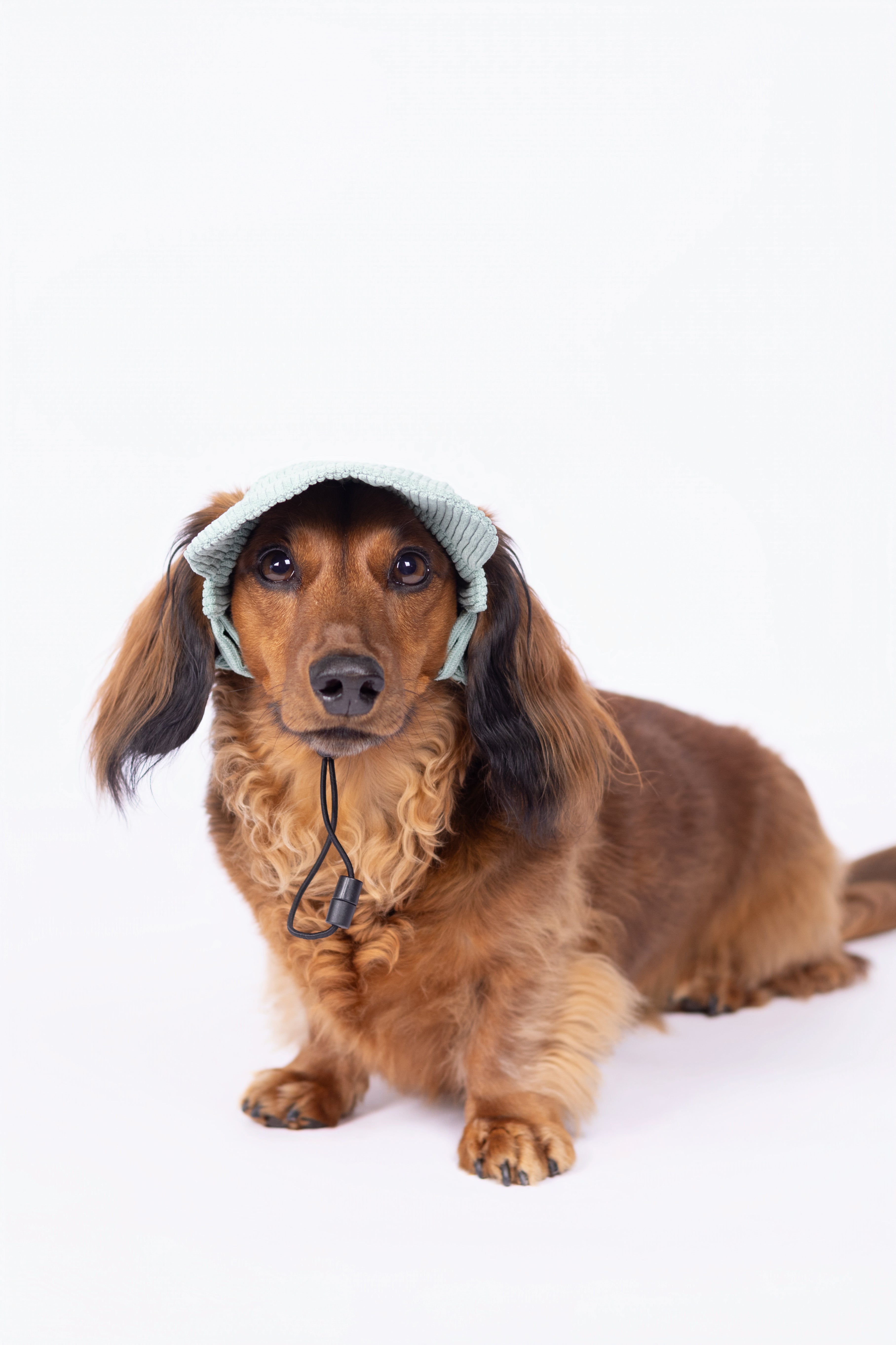 Camp Pure Bark