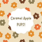Caramel Apple Pups DIY Kit