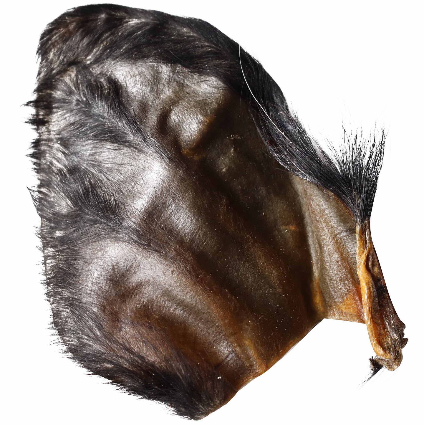 Hairy Water Buffalo Ear